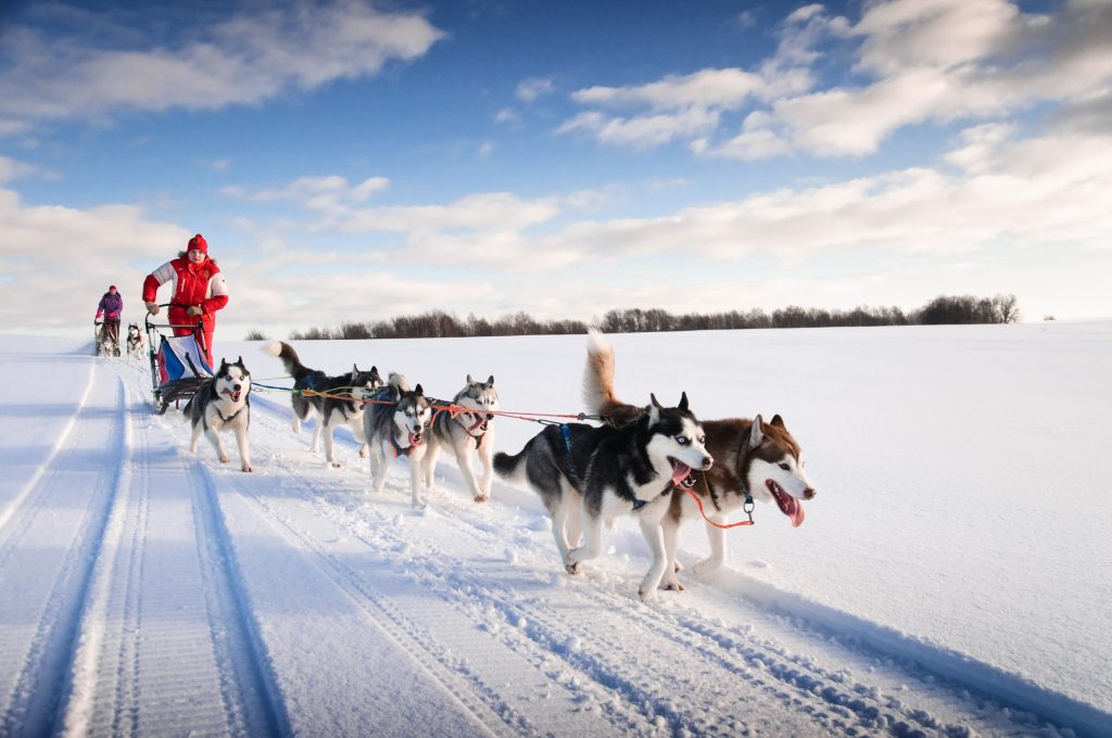 UP 200/Midnight Run/Jack Pine Dog Sled Races Great Lakes Sports