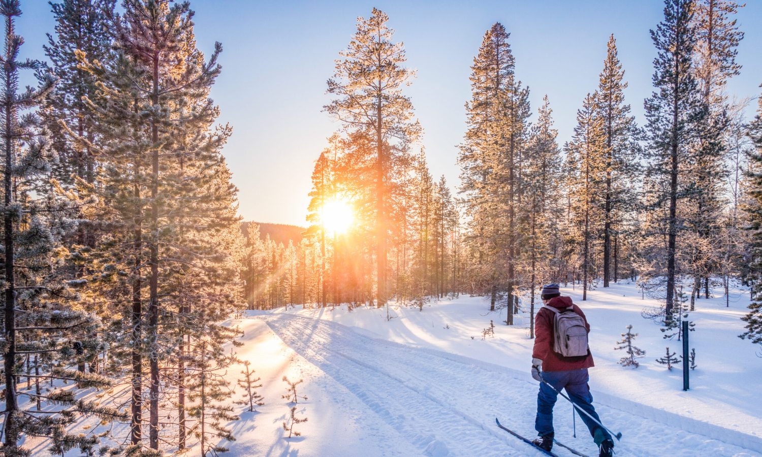 Panoramic view of man cross-country skiing on a track in beautiful winter wonderland scenery in Scandinavia with scenic evening light at sunset in winter, northern Europe
